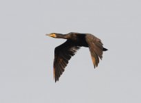 great cormornant flight_DSC2322.jpg