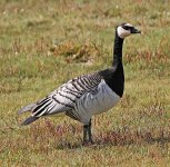 barnaclegoose.jpg