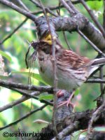 yellowthroatedbunting.jpg