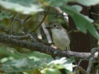 L1290871_Pied Flycatcher.jpg