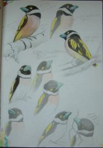 Black & Yellow Broadbill (Large).jpg