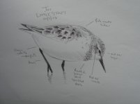 Little Stint.jpg