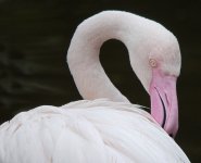 flamingo groom G1 sw25x olym50.2 iso640_1590153.jpg