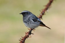 Black Redstart small.JPG