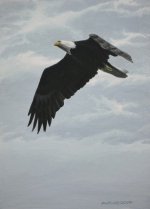 Eagle in Flight 7x5a.JPG