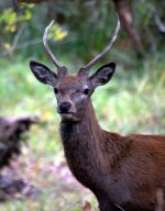 Red Deer Stag.jpg