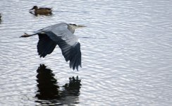 Heron in Flight 1.jpg