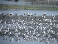 Gull Flock DSCF2095.jpg