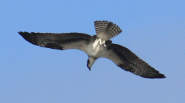 osprey-flight-0405.gif