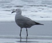 Grey Gull DSCF2116 - v2.jpg