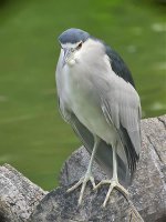 bc night heron GF1 swzm40x c_1010107.jpg