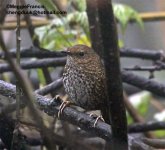 Pygmy Wren Babbler.jpg