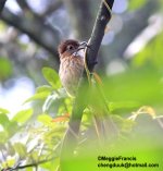 Mountain Bulbul.jpg