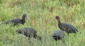 Puna Ibis DSCF2144.jpg