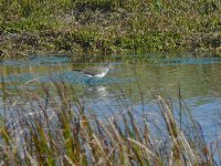 L1320947_Green Sandpiper.jpg