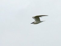 L1310390_Gull-billed Tern.jpg