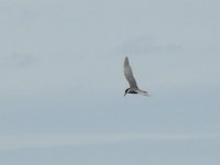 L1310393_Whiskered Tern.jpg