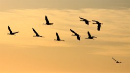 black necked cranes 3.jpg