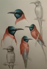 Northern Carmine Bee-eater (Large).jpg