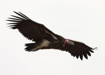 Lappet-faced Vulture 3, Timbavati Road S39, Kruger National Park.jpg