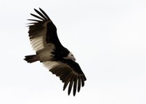White-headed Vulture 2, Timbavati Road, S39, Kruger National Park.jpg