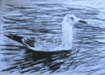 Caspian Gull.jpg