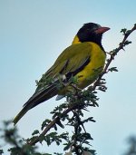 African-Black-headed-Oriole.jpg