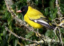 Montane-Oriole.jpg