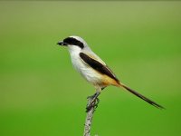 Long-tailed Shrike.JPG