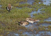 Snow_Bunting_Girdle_Ness_141109a.jpg