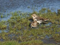 Snow_Bunting_Girdle_Ness_141109c.jpg