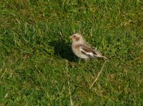 Snow_Bunting_Girdle_Ness_141109g.jpg