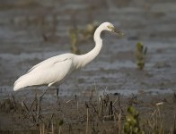 great egret G1 panzm18mm sw45x c_1620377.jpg