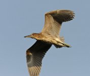 bc night heron imm flight_DSC3363.jpg