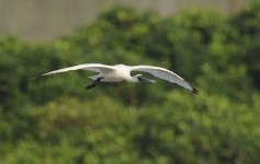 bf spoonbill flight_DSC3195_1.jpg