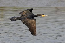 great cormorant flight_DSC3225.jpg
