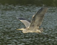 grey heron flight_DSC3243_1.jpg