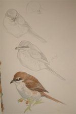 Brown Shrike (1) (Large).jpg