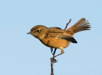 Stonechat(f)_1.jpg