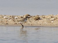 Image2068_Kentish Plover.jpg