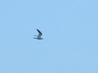 L1320938_Common Tern.jpg