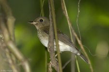 brownChestedJungleFlycatcher.jpg