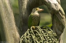 lineatedBarbet.jpg