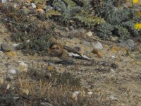 Snow Bunting small.jpg