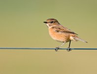 Stonechat(f)1.jpg