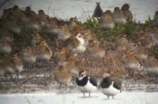 TitchwellPlover1.jpg