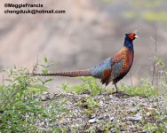 Common Pheasant.jpg