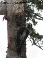 threetoedwoodpecker.jpg