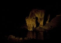 Lion, Nkhoro Lodge.jpg