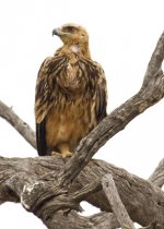 Tawny Eagle 2, Kruger National Park.jpg